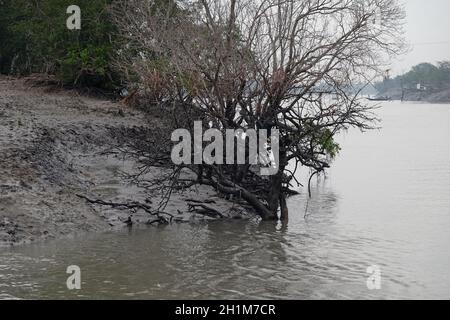 Forêt de mangroves, Sundarbans, delta de Ganges, Bengale occidental, Inde Banque D'Images