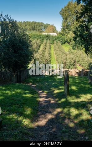 Vue sur un verger de pomme depuis le chantier naval du village d'Egerton, Kent, Royaume-Uni Banque D'Images