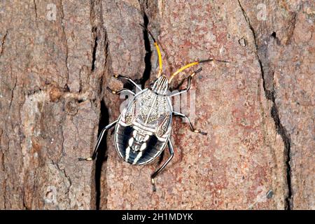 Stade du Bug de l'arbre de Gomme commune, Poecilometis patruelis, anciennement Eumetopus patruelis. Également connu sous le nom d'Eucalyptus Shield Bug et d'eucalyptus Shield Banque D'Images