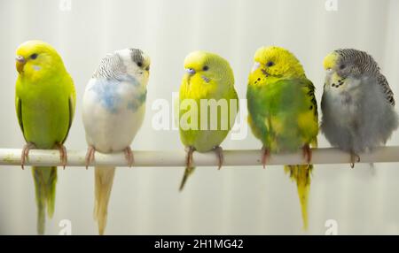 Bourgeonnets domestiqués colorés sur la perche dans la cage à oiseaux Banque D'Images