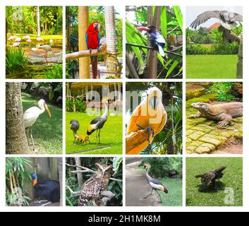 Jardin traditionnel de verdure balinais.Parc ornithologique de Bali. Banque D'Images