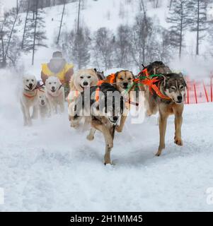 Se cacher derrière musher à traîneau course de chiens de traîneau sur la neige en hiver Banque D'Images