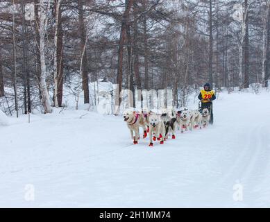 VILLAGE d'ESSO, le Kamchatka, RUSSIE - 4 mars 2019 : l'exécution de l'équipe de chien de traîneau musher du Kamtchatka. Course de chiens de traîneau du Kamchatka La Béringie. Extrême-Orient russe, Kamch Banque D'Images