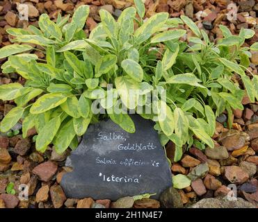 Salbei, Goldblatt, Salvia officinalis, ist eine wichtige Heilpflanze und eine Duftpflanze mit bluauen Blueten. Sie ist eine schoene Staude und wird auc Banque D'Images