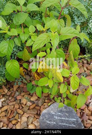 Salbei, Paeonienknospen, Salvia involucrata, ist eine wichtige Heilpflanze und eine Duftpflanze mit blauen Blueten. Sie ist eine schoene Staude und wi Banque D'Images