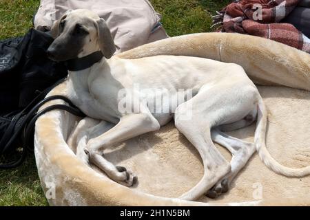 Kurzhaarsaluki, Saluki, Hunderasse, Windhund, Banque D'Images