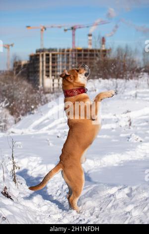 Le grand chien orange à poil rouge de la race Cadebo, marchant en hiver, dans la neige, sur fond de rose inachevée Banque D'Images