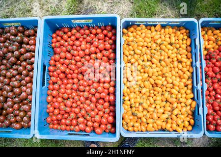 tomates jaunes et rouges fraîchement cueillies dans une caisse. Banque D'Images
