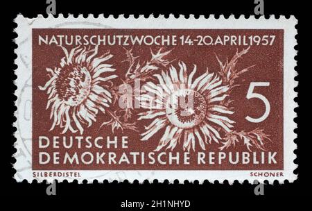 Timbre émis en Allemagne - République Démocratique (DDR) montre Carlina acaulis, série de la protection de la Nature, vers 1957. Banque D'Images