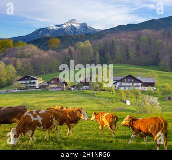 Les vaches sur l'Alpage de l'Autriche, l'Autriche, Salzburger Land Banque D'Images