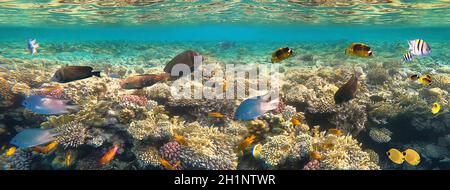 Poissons tropicaux sous-marins colorés au récif de corail à la mer Rouge - butterflyfish bleu, Pale damsel, ségéant, desjardin voilier tangfish ou Zebrasoma Banque D'Images