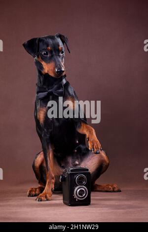 German Pinscher - un chien de taille moyenne élevé en Allemagne à la fin du xviiie siècle Banque D'Images