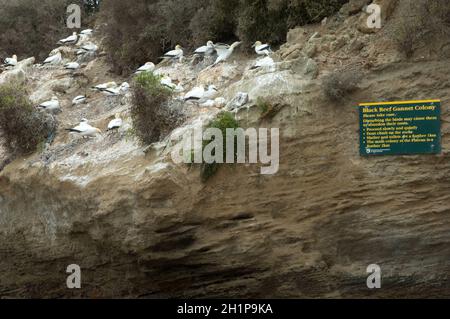 Langouts Australasiens Morus serrator et panneau d'affichage. Black Reef Gannet Colony. Cape Kidnappers Réserve de Gannet. Île du Nord. Nouvelle-Zélande. Banque D'Images