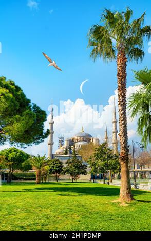 Mouettes sur la Mosquée bleue à Istanbul, Turquie Banque D'Images