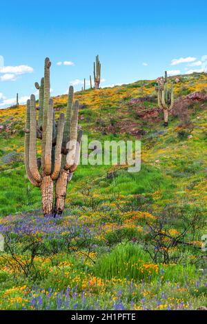Le désert de Sonoran dans Bloom.Les coquelicots de Californie et les lupins Bloom autour de Saguaro Cacti.Cactus Saguaro entouré de fleurs sauvages en fleurs. Banque D'Images