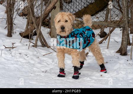 Un chien vêtu d'une cape chaude et de bottes rouges se tient sur un chemin couvert de neige près de la clôture Banque D'Images