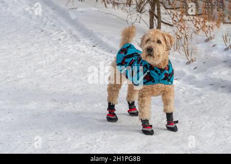 Un chien vêtu d'une cape chaude et de bottes rouges se tient sur un chemin couvert de neige près de la clôture Banque D'Images