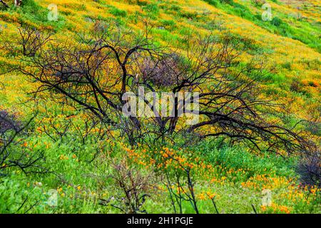 Burnt Tree entouré de coquelicots de Californie.Fleurs sauvages après un feu de forêt.Des fleurs de pavot orange de Californie en fleur entourent un arbre charré. Banque D'Images