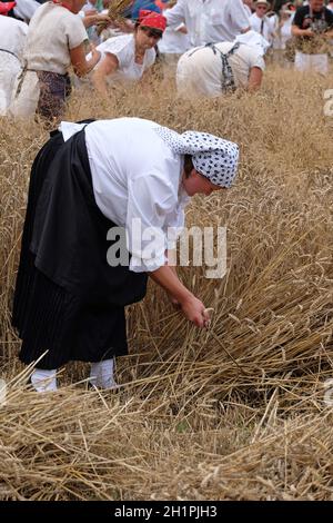 Paysanne récolte du blé avec scythe dans les champs de blé de Trnovec, Croatie Banque D'Images