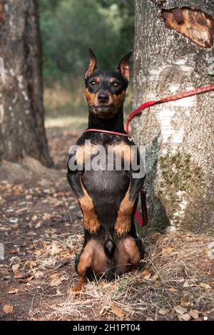 Un chien zwergpinscher noir et rouge se tient avec colère sur ses pattes arrière et est indigné qu'il était attaché Banque D'Images