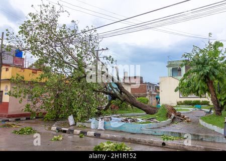 Santa Clara, Cuba, le 10 septembre 2017 : l'arbre tombé au sol, les dommages causés par l'Irma l'ouragan Banque D'Images