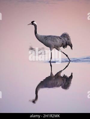 Oiseau de grue commune (grue eurasienne) marchant dans l'eau du lac reflétant le rose et le violet à l'aube dans une réserve naturelle.Grus Grus Banque D'Images