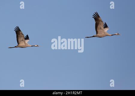 Paire de grues communes (grues eurasiennes) en vol avec ciel bleu clair Banque D'Images