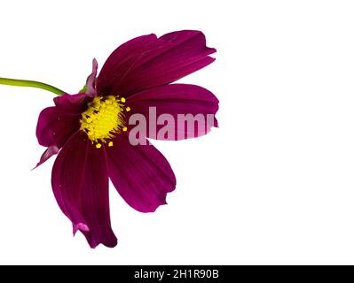 Fleur de cosmos violet foncé (Cosmos bipinnatus) isolée sur fond blanc Banque D'Images