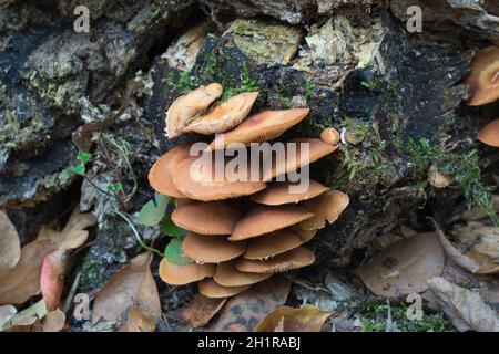 Kuehneromyces mutabilis, champignons boisés en forêt, gros plan sélectif Banque D'Images