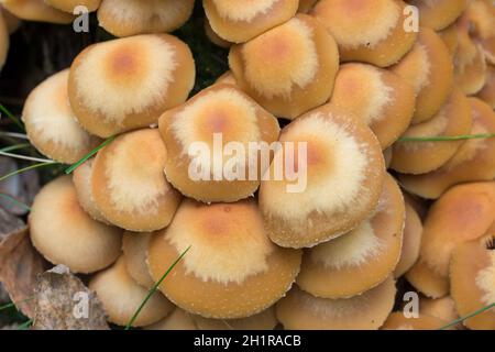 Kuehneromyces mutabilis, champignons boisés en forêt, gros plan sélectif Banque D'Images