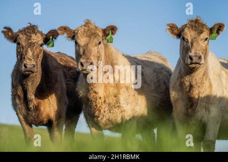 Stud Angus, wagyu, Murray Gray, vaches laitières et de boeuf et taureaux paissant sur l'herbe et le pasuture.Les animaux sont biologiques et libres de gamme, étant cultivés sur un Banque D'Images