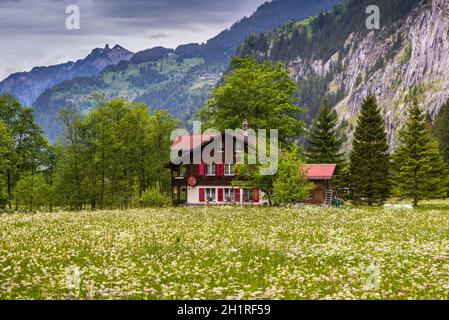 Lauterbrunnen, Switzerland - May 26, 2016:  The traditional chalet on green field & meadow flowers in overcast spring day in Lauterbrunnen Valley and Stock Photo