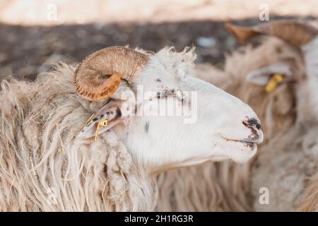 ram ou tup, mâle de moutons avec cornes dans une ferme rurale Banque D'Images