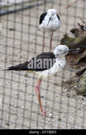 Stelzenläufer im Zoo Schmiding, Krenglbach, Oberösterreich, Österreich, Europa - stilt in Schmiding Zoo, haute-Autriche, Autriche, Europe Banque D'Images