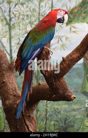 Dunkelroter Ara im Zoo Schmiding, Krenglbach, Oberösterreich, Österreich, Europa - Rouge et vert Macaw dans le zoo de Schmiding, haute-Autriche, Autriche, Europe Banque D'Images