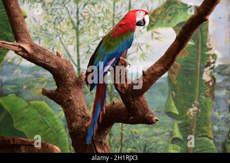 Dunkelroter Ara im Zoo Schmiding, Krenglbach, Oberösterreich, Österreich, Europa - Rouge et vert Macaw dans le zoo de Schmiding, haute-Autriche, Autriche, Europe Banque D'Images