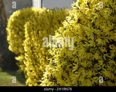 Ein blühender Forsythien-Strauch im Frühjahr im Salzkammergut, Österreich, Europa - Un buisson de forsythia en pleine floraison dans le Salzkammergut, Autriche, Banque D'Images