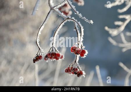 Früchte des Gemeinen Schneeballs mit Schneekristhen im Winter - fruits de boules de neige avec cristaux de neige en hiver Banque D'Images