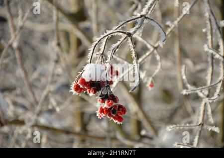 Früchte des Gemeinen Schneeballs mit Schneekristhen im Winter - fruits de boules de neige avec cristaux de neige en hiver Banque D'Images