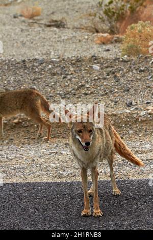 Le Coyote (Canis latrans), le bassin de Badwater, Death Valley National Park, désert de Mojave, Californie, USA Banque D'Images