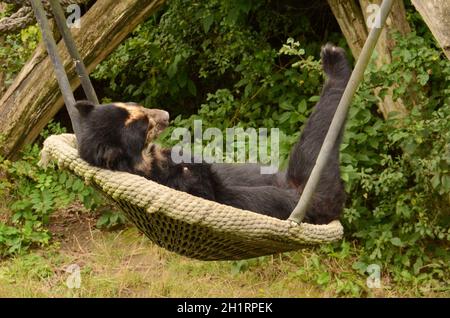 Der Tiergarten Schönbrunn, à Vienne, Österreich, Europa - le zoo de Schönbrunn, à Vienne, Autriche, Europe Banque D'Images