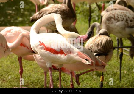 Der Tiergarten Schönbrunn, à Vienne, Österreich, Europa - le zoo de Schönbrunn, à Vienne, Autriche, Europe Banque D'Images