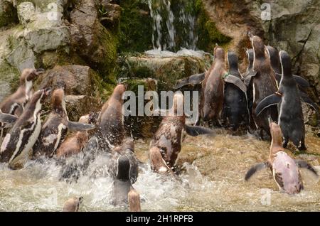 Der Tiergarten Schönbrunn, à Vienne, Österreich, Europa - le zoo de Schönbrunn, à Vienne, Autriche, Europe Banque D'Images