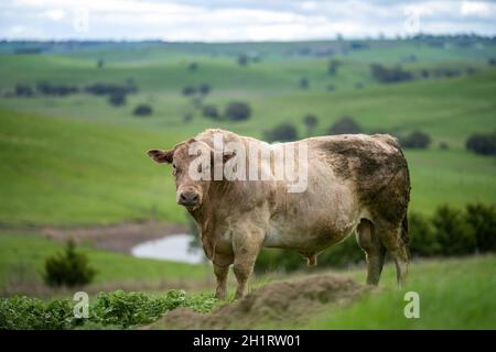 Les vaches et taureaux de bouf paître sur l'herbe verte en Australie, les races incluent le parc moucheté, murray Gray, angus et brangus. Banque D'Images