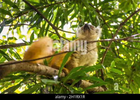 Lémurien dans leur habitat naturel, la réserve naturelle de Lokobe strict à Nosy Be, Madagascar, Afrique Banque D'Images