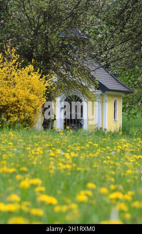 Ein Forsythien-Strauch im Frühling vor einer Kapelle à Gmunden, Österreich, Europa - Un arbuste forsythia devant une chapelle à Gmunden, Autriche, Euro Banque D'Images