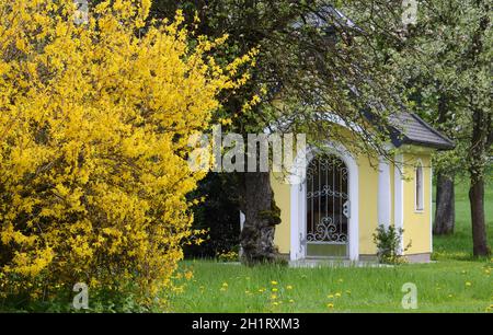 Ein Forsythien-Strauch im Frühling vor einer Kapelle à Gmunden, Österreich, Europa - Un arbuste forsythia devant une chapelle à Gmunden, Autriche, Euro Banque D'Images