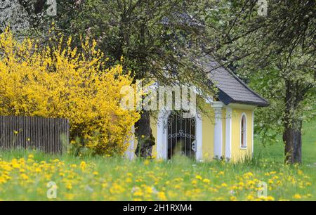 Ein Forsythien-Strauch im Frühling vor einer Kapelle à Gmunden, Österreich, Europa - Un arbuste forsythia devant une chapelle à Gmunden, Autriche, Euro Banque D'Images