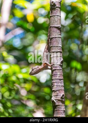Gecko à queue de feuille moussu - Madagascar Banque D'Images