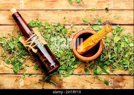 Médicinales, tisane tincture d'orthilia secunda.Herbal médecine.Healing Herbs Banque D'Images